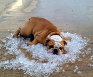 Hot Dog on Ice